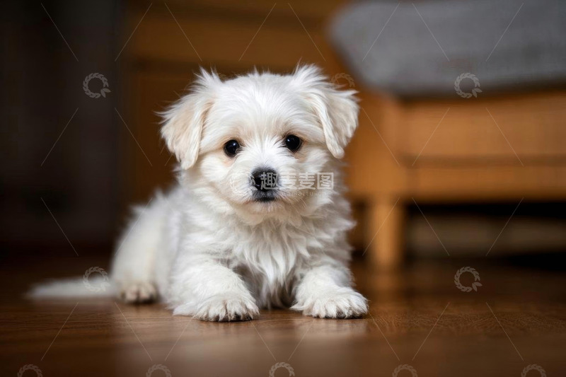 高清大图下载【趣麦麦图】室内趴着的白色小狗