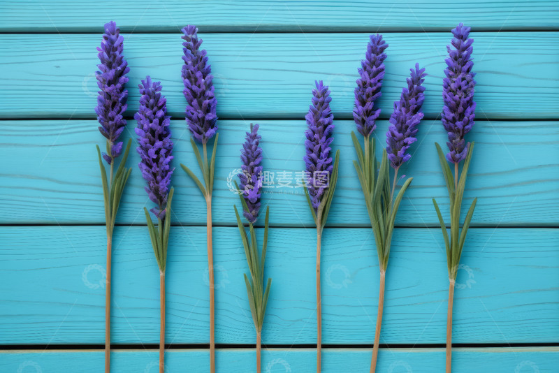 高清大图下载【趣麦麦图】蓝色木板上的薰衣草