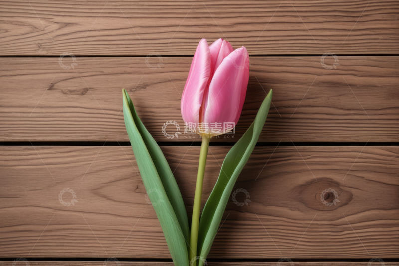 高清大图下载【趣麦麦图】木质背景上的粉色郁金香