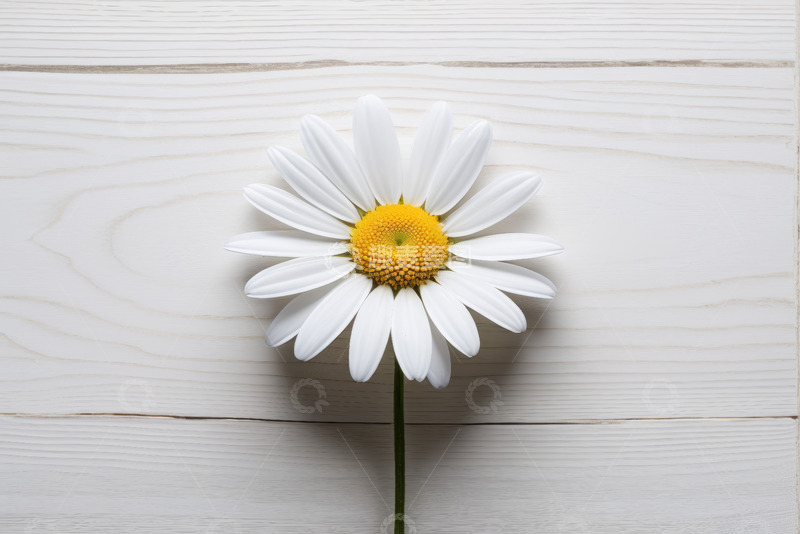 高清大图下载【趣麦麦图】白色木质背景上的雏菊