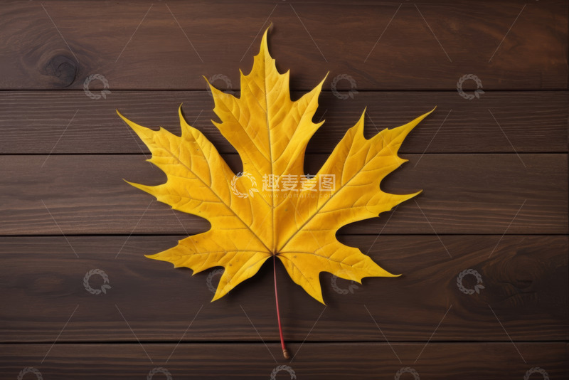 高清大图下载【趣麦麦图】木质背景上的黄色枫叶