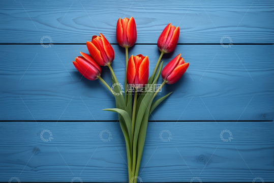 蓝色背景上的红色郁金香