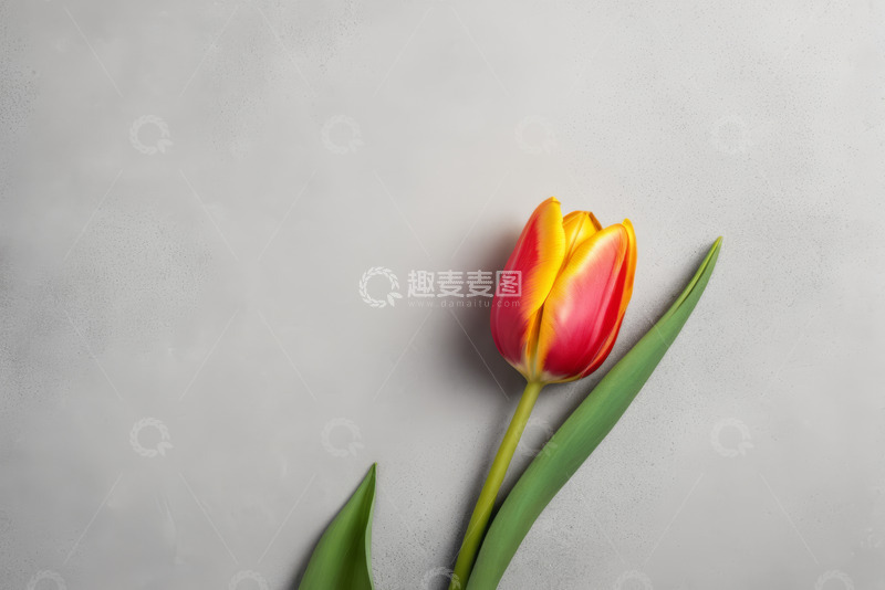 高清大图下载【趣麦麦图】灰色背景上的红黄双色郁金香