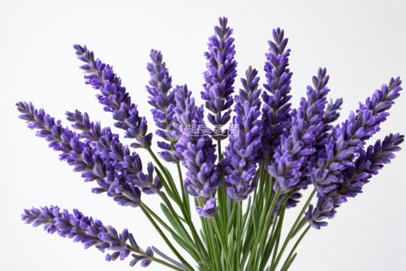 高清大图下载【趣麦麦图】紫色薰衣草特写