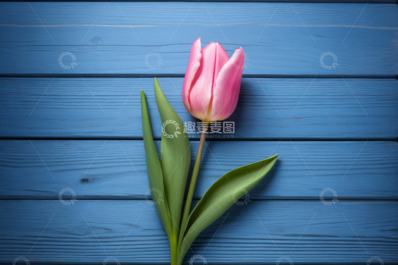 高清大图下载【趣麦麦图】蓝色背景上的粉色郁金香