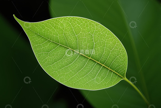 特写绿色植物叶片