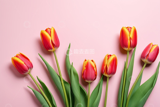 粉色背景上的红色黄色郁金香
