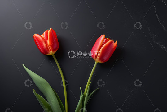 黑色背景上的两朵红色郁金香