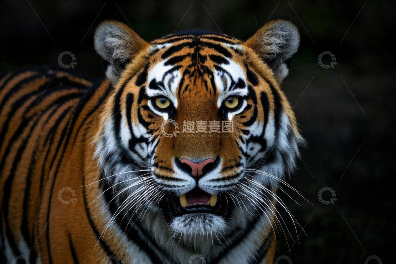 高清大图下载【趣麦麦图】老虎特写近景画面素材