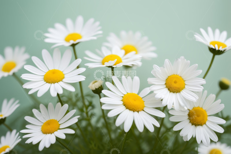 高清大图下载【趣麦麦图】特写白色雏菊花朵