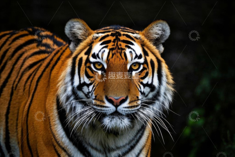 高清大图下载【趣麦麦图】老虎特写近景