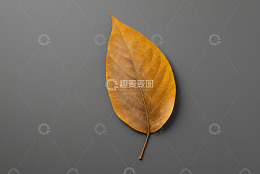 黄色枯叶置于灰色背景上