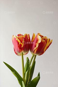 红白相间郁金香特写