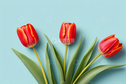 蓝色背景上的红色郁金香