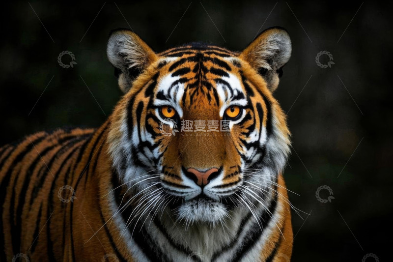 高清大图下载【趣麦麦图】老虎特写