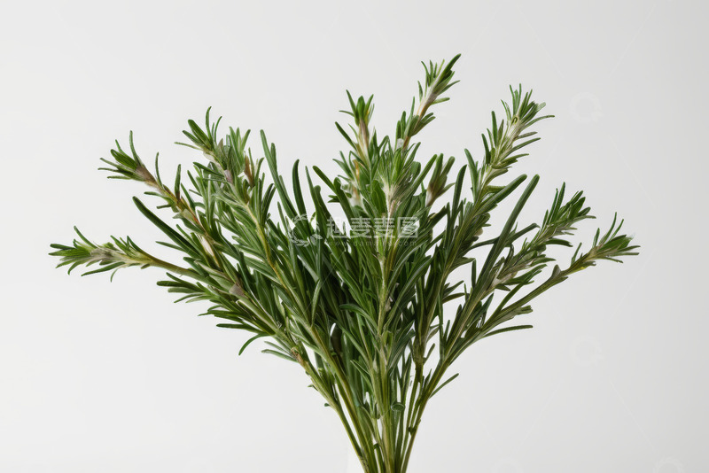 高清大图下载【趣麦麦图】迷迭香植物特写