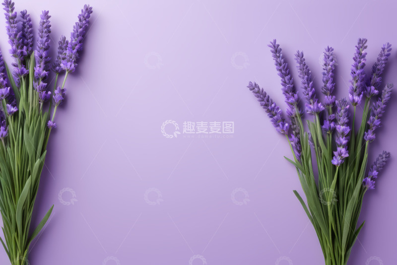 高清大图下载【趣麦麦图】紫色背景上的薰衣草