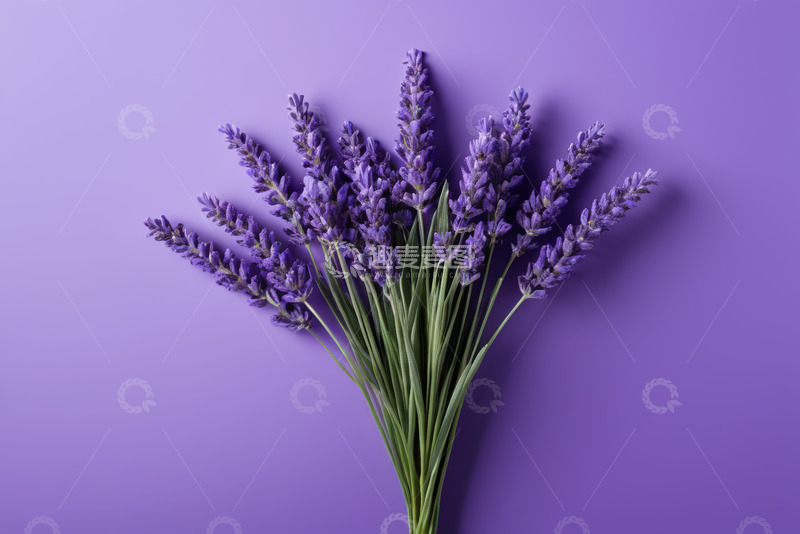 高清大图下载【趣麦麦图】紫色背景上的薰衣草花束