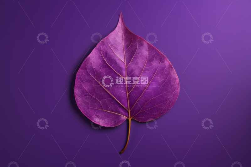 高清大图下载【趣麦麦图】紫色背景上的单片树叶