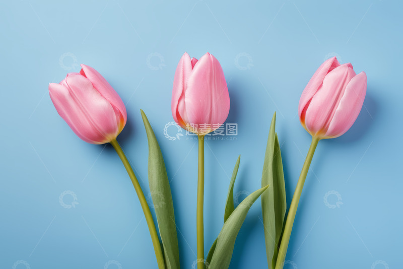 高清大图下载【趣麦麦图】蓝色背景下三枝粉色郁金香