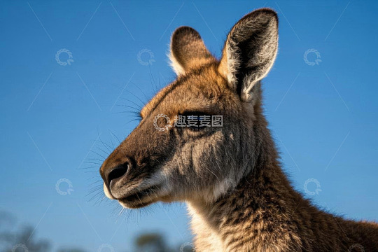 袋鼠特写近景