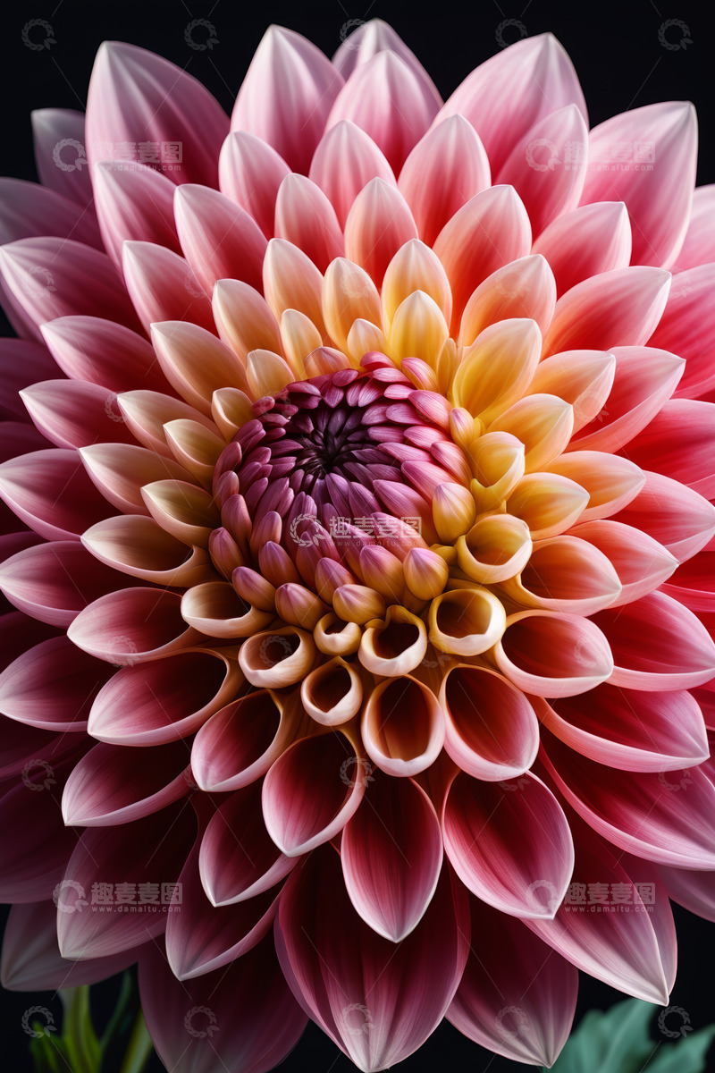 高清大图下载【趣麦麦图】大丽花特写