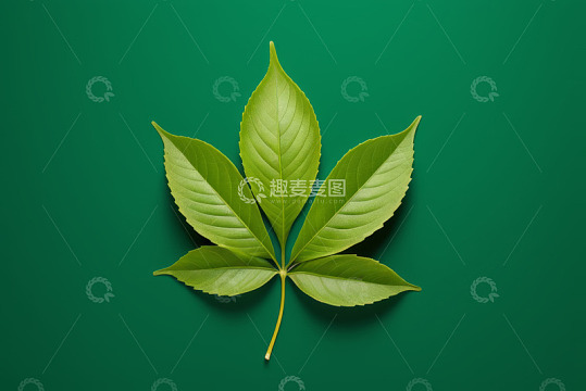 绿色背景上的单枚树叶