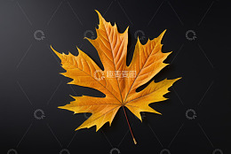 黄色枫叶特写素材