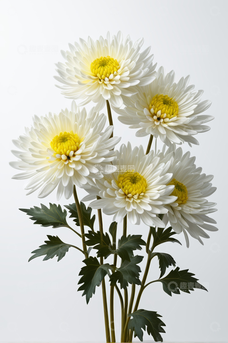 高清大图下载【趣麦麦图】白色菊花花卉素材