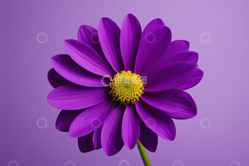 高清大图下载【趣麦麦图】紫色花朵特写