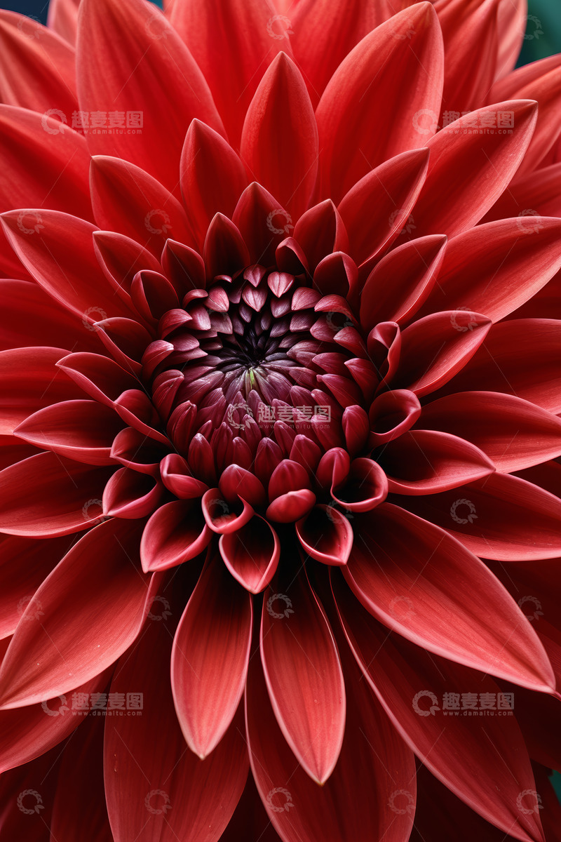 高清大图下载【趣麦麦图】红色大丽花微距特写