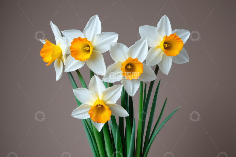 高清大图下载【趣麦麦图】绽放的白色水仙花卉