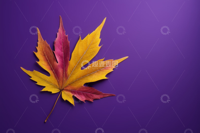 高清大图下载【趣麦麦图】紫色背景上的多彩枫叶