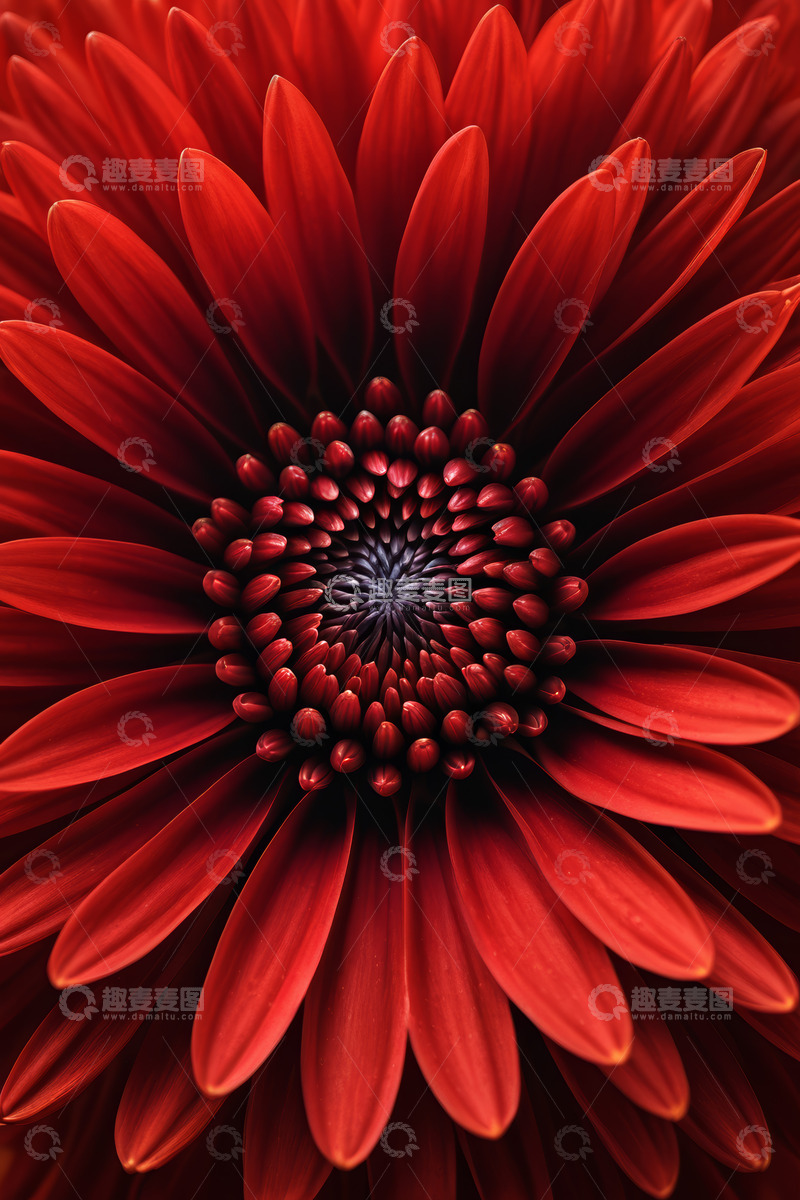 高清大图下载【趣麦麦图】红色花朵微距特写