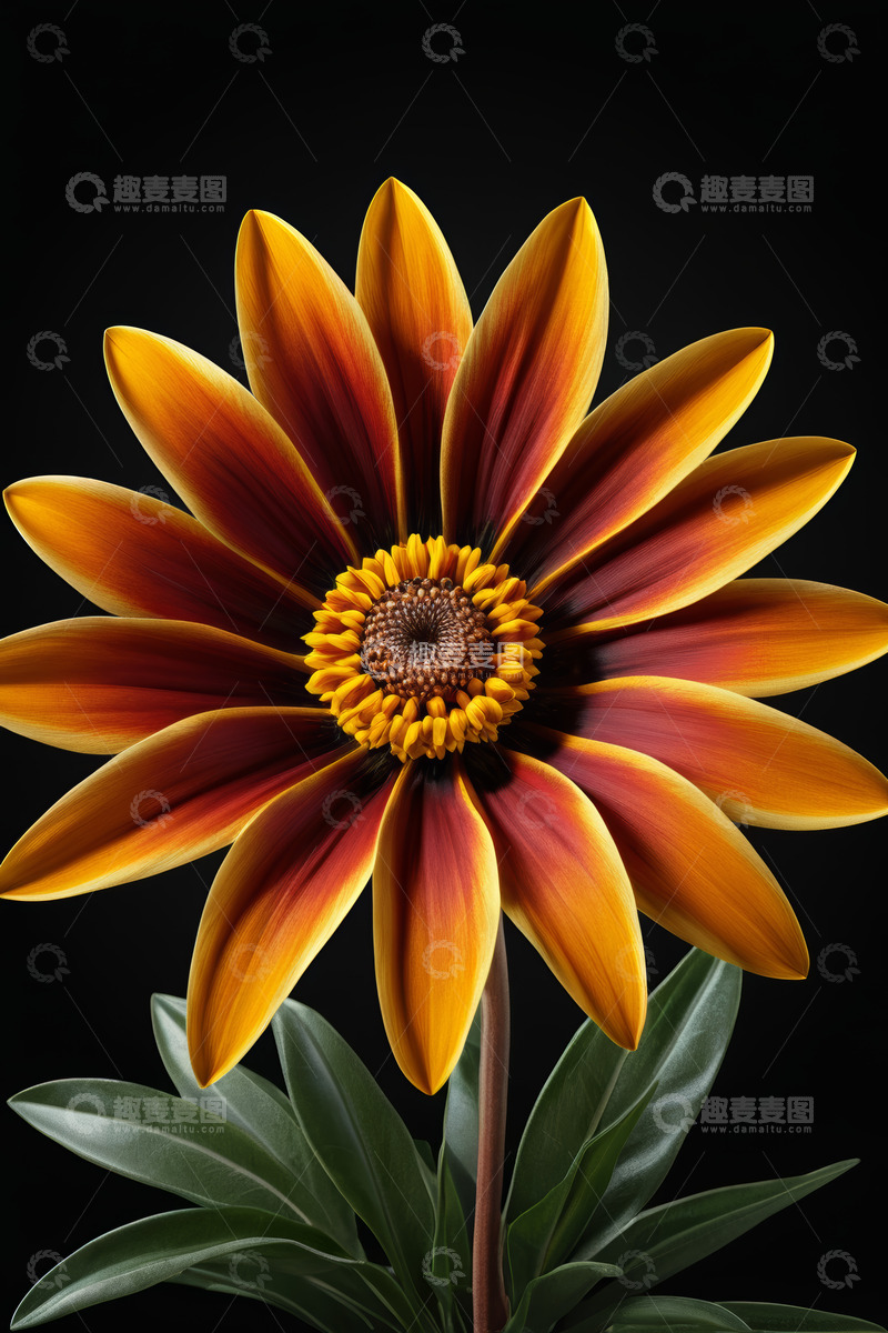 高清大图下载【趣麦麦图】橙红色系花朵特写