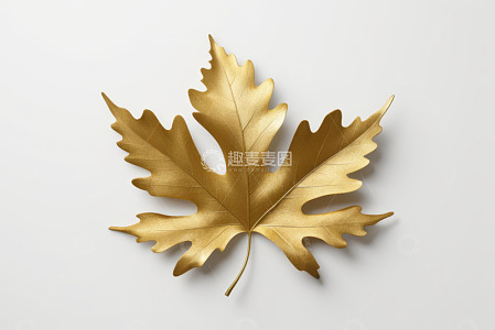 金色枫叶特写素材