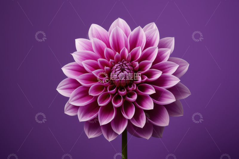 高清大图下载【趣麦麦图】紫色大丽花特写