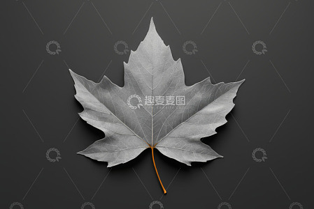 灰色枫叶特写素材