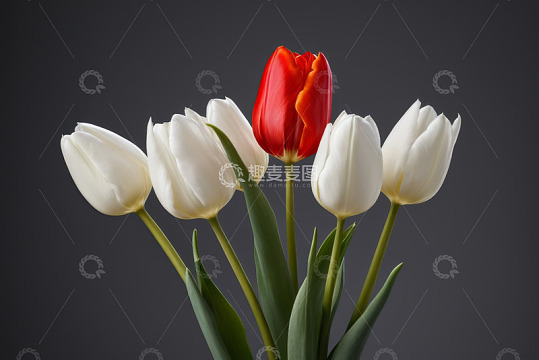 红白郁金香花卉特写