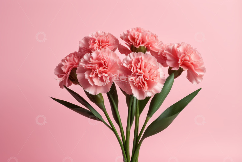 高清大图下载【趣麦麦图】粉色康乃馨花卉特写