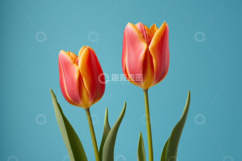 高清大图下载【趣麦麦图】蓝色背景下两枝红色郁金香