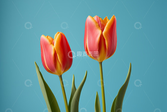 蓝色背景下两枝红色郁金香