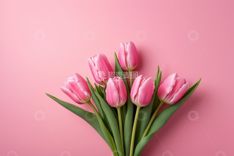 高清大图下载【趣麦麦图】粉色背景上的粉色郁金香花束