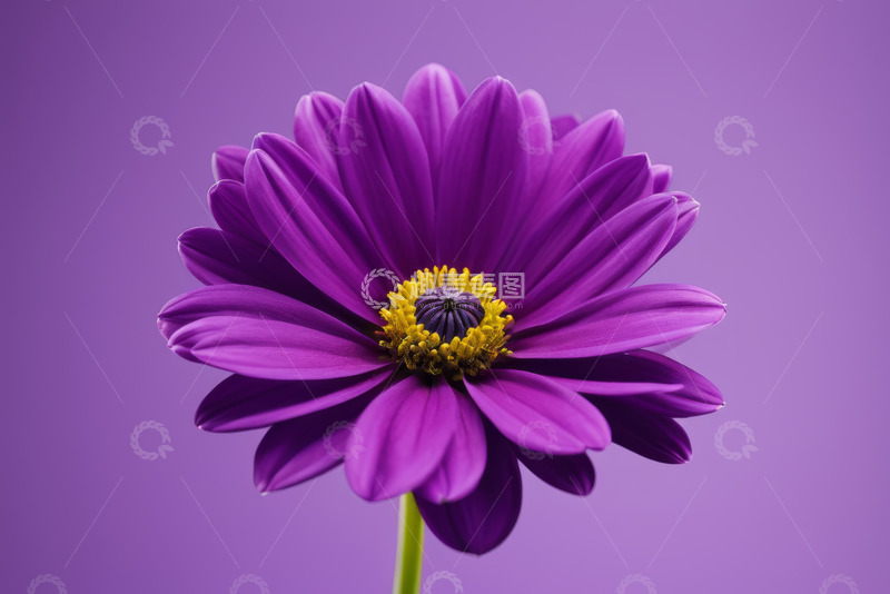 高清大图下载【趣麦麦图】紫色花朵特写