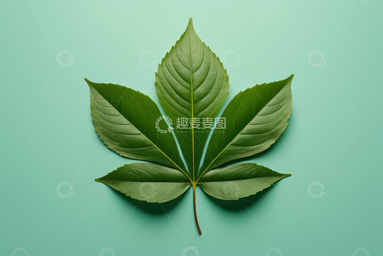 绿色背景上的单片植物叶子