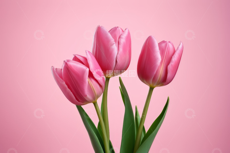高清大图下载【趣麦麦图】粉色背景中的粉色郁金香
