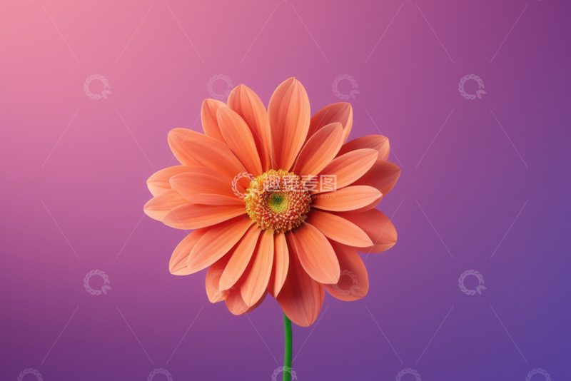 高清大图下载【趣麦麦图】橙色花朵特写