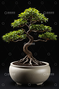 盆栽盆景绿植特写