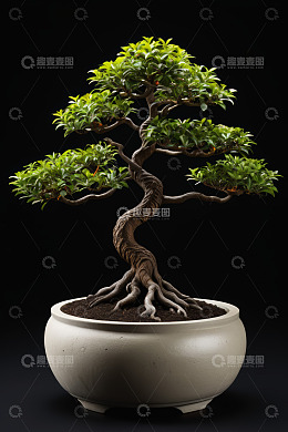 盆栽盆景绿植特写