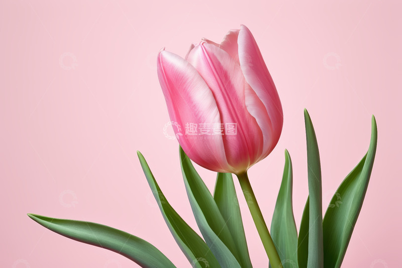 高清大图下载【趣麦麦图】粉色背景下的单支郁金香